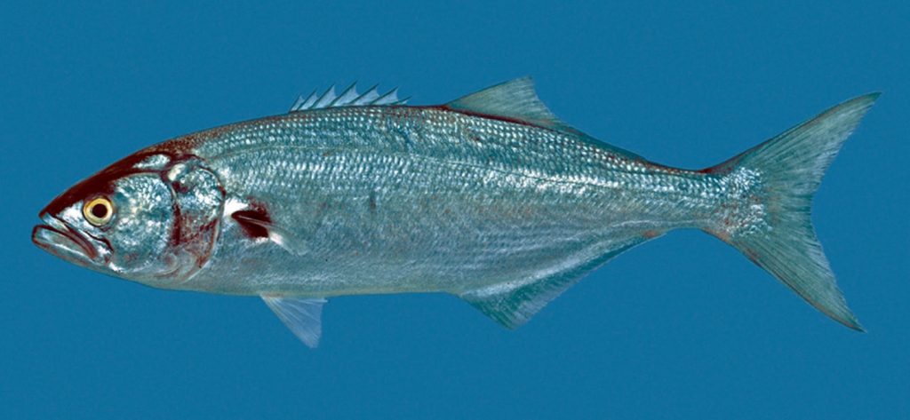 anjoba anchova anchoa de banco chova enchova marisqueira